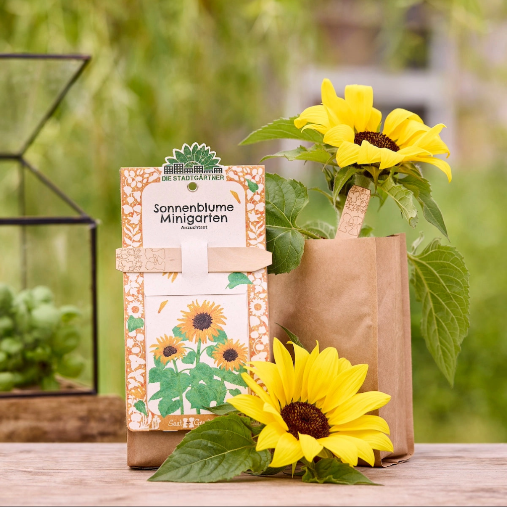 Minigarten - Sonnenblume 🌻 Perfekt für den Balkon