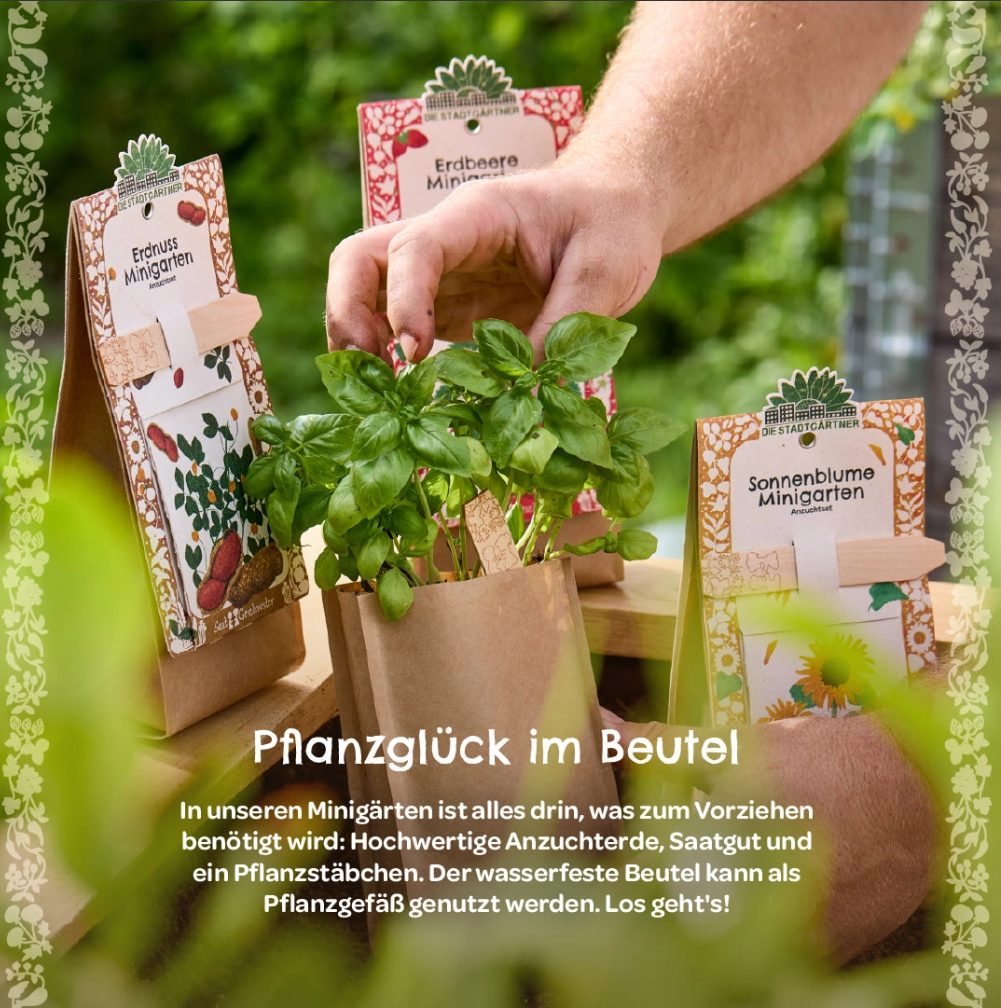 Minigarten - Basilikum  🌻 Perfekt für den Balkon
